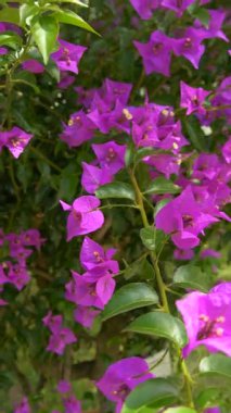 Mor Bougainvillea çiçeklerinin dikey görüntüsü güneş ışığı altında tamamen çiçek açar. Bereketli yeşil yapraklar parlak morumsu yapraklarla güzel bir tezat oluşturuyor ve canlı ve tropik bir yaz atmosferi yaratıyor. Temalar için mükemmel