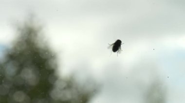 Tek bir sinek kirli bir cam yüzeyde yakalanır, yumuşak doğal ışık ve bulanık yeşillik tarafından arkadan aydınlatılır. Bardaktaki toz ve lekeler dokuyu ve gerçekçiliği ekler, sıradan bir anın durgunluğunu vurgular ve sıklıkla gözden kaçırılır..