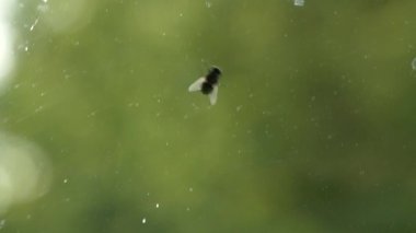 Tek bir sinek kirli bir cam yüzeyde yakalanır, yumuşak doğal ışık ve bulanık yeşillik tarafından arkadan aydınlatılır. Bardaktaki toz ve lekeler dokuyu ve gerçekçiliği ekler, sıradan bir anın durgunluğunu vurgular ve sıklıkla gözden kaçırılır..