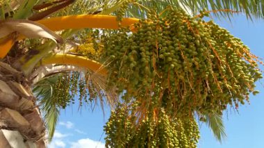 Tomurcukları (tomurcukları) yere sarkmış yeşil renkli, yumuşak hurma ağaçları vardır. Arka planda güneşli bir yaz gününde demirli teknelerle huzurlu bir liman görünüyor..