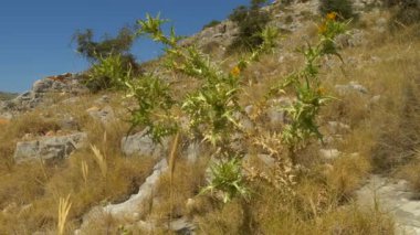 Dağılmış ağaçlar ve çalılarla kaplı, güneş ışığıyla yıkanmış engebeli bir yamaç. Beyaz kayalar ve yeşil bitkiler arasındaki zıtlık Akdeniz iklimini vurguluyor.