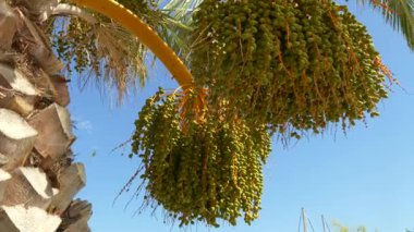 Hurma ağacının meyveleri, tomurcuklanmış ve olgunlaşmamış salkımlarla doludur. Parlak turuncu saplar ve dokulu kabuklar mavi bir gökyüzüne ve tekneli bir marina arka planına karşı duruyor..