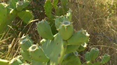 Yazın meyve taşıyan bir opuntia kaktüsünün yakın çekimi. Yumuşak yeşil meyveler henüz olgunlaşmadı ama kuru iklimlerdeki bitki direncini gösteriyor..