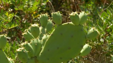 Yazın meyve taşıyan bir opuntia kaktüsünün yakın çekimi. Yumuşak yeşil meyveler henüz olgunlaşmadı ama kuru iklimlerdeki bitki direncini gösteriyor..