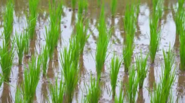 Yeşil çeltik tarlasının ortasında.
