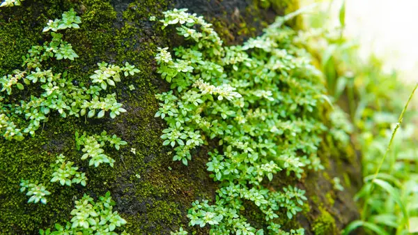 stock image Lush Pilea Glauca plant leaves showcased in mesmerizing detail, radiating vibrant green hues under the warm, natural sunlight, creating a calming and serene ambiance for any botanical enthusiast's