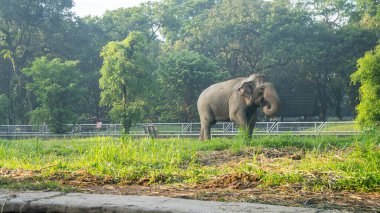 Büyük bir fil çimenli bir arazide yürüyor. Fil ağaçlarla çevrili ve doğal ortamın tadını çıkarıyor.
