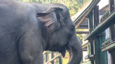 Büyük bir fil çimenli bir arazide yürüyor. Fil ağaçlarla çevrili ve doğal ortamın tadını çıkarıyor.