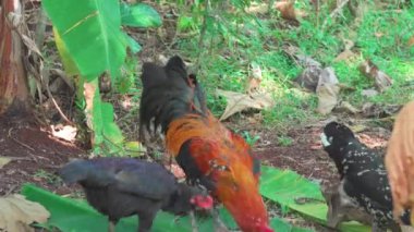 Bahçedeki bir horoz portresi. Açık tarım çim tarlasında serbestçe dolaşan organik tavuk yakın çekim. Açık havada, yeşil yaprakların arasında güzel bir çükü kapat.