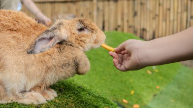 Adorable baby rabbit bunny eating fresh orange carrot sitting on green grass meadow over nature background. Furry rabbit brown, black bunny feeding organic carrot in spring time. Easter animal concept