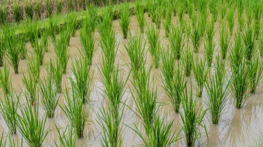 Paddy tarlaları pirinç manzarası kırsal yeşil tarım arazileri
