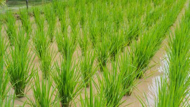 Paddy tarlaları pirinç manzarası kırsal yeşil tarım arazileri