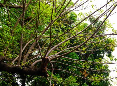 Doğal yeşil büyük ağaç seçici odak dalları ile