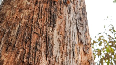 Ağaç gövdesi, yeşil yapraklar, tente boyunca güneş ışığı. Doğa blogları, çevresel web siteleri veya sağlık yayınları için uygundur.