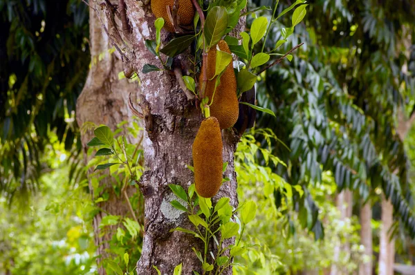 Nangka Jack Owoce Artocarpus Heterophyllus Drzewie Płytkiej Ostrości — Zdjęcie stockowe
