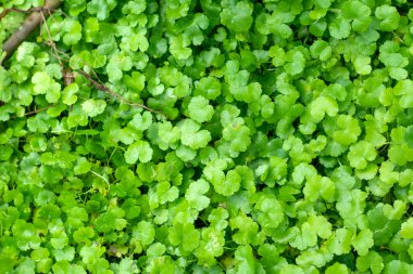 Daun Pegagan 'a yakın, Centella asiatica yaprakları, sığ odak