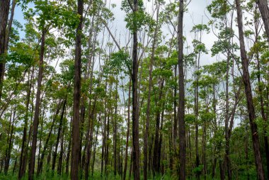 Gunung Kidul, Yogyakarta, Endonezya 'daki okaliptüs pellita ormanı.