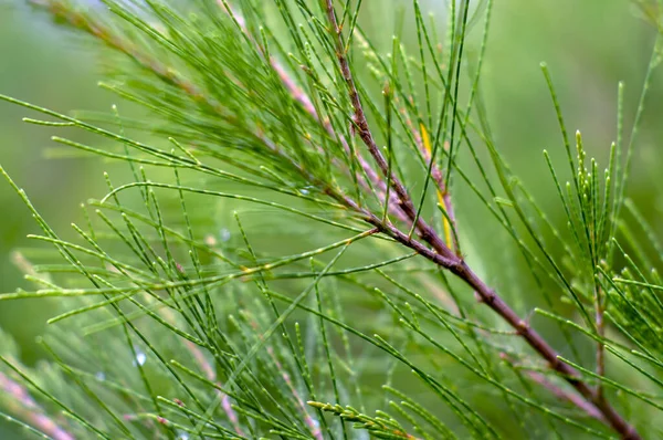 Cemara Udang Australian Pine Tree Whistling Pine Tree Casuarina Equisetifolia — Stock Photo, Image