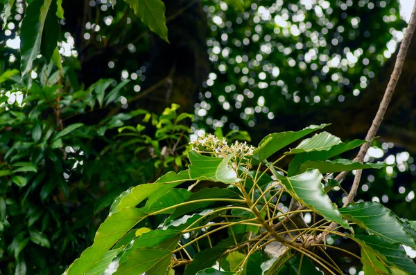 stock image Close up of Candlenut tree (Aleurites moluccana) flowers and green leaves