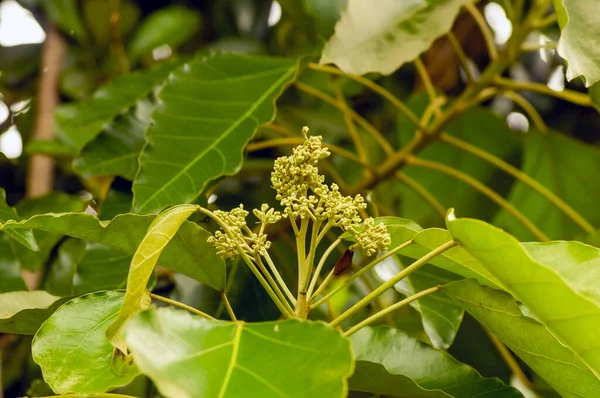 Primer Plano Del Árbol Vela Aleurites Moluccana Flores Hojas Verdes —  Fotos de Stock