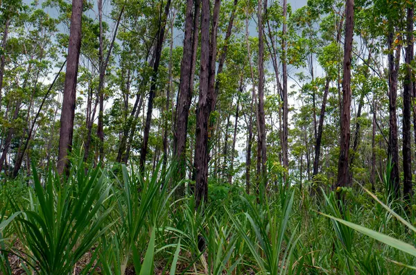 Floresta Eucalipto Gunung Kidul Yogyakarta Indonésia — Fotografia de Stock