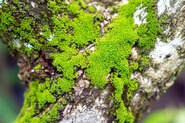 Green moss grows on tree trunk in the forest, selected focus