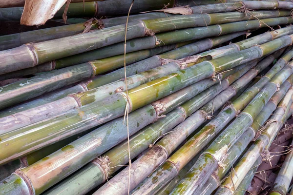 Pile of bamboo stick  for handicrafts and material of construction