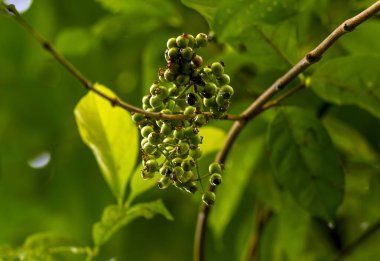 Endonezya defne yaprağı veya daun salam, Syzygium polyanthum tohumları, sığ odak