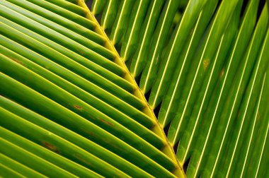 Hindistan cevizi palmiye yaprağını sığ odak noktasında kapat