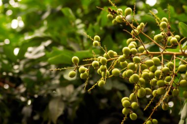 Ağaçta Longan çiğ meyveleri (Dimocarpus longan) var.