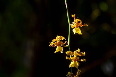 Cymbidium hartinahianum ve su damlaları, sığ odak noktasında, Kuzey Sumatra, Endonezya 'ya özgü bir orkide türü..