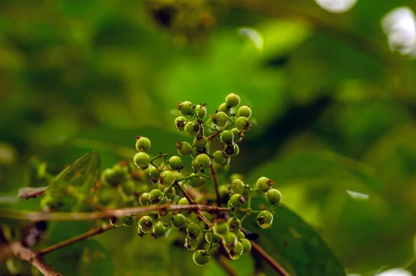 Salame Alloro Daun Indonesiano Semi Syzygium Polyanthum Fuoco Superficiale — Foto Stock