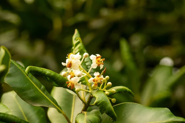 Nyamplung Alexandrian Laurel Calophyllum Inophyllum Flores Floreciendo —  Fotos de Stock