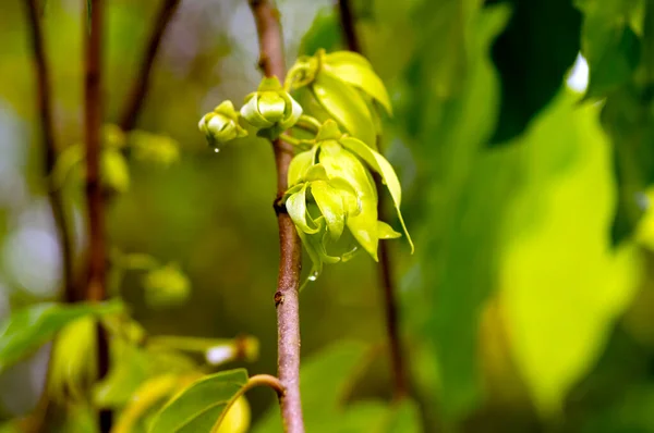 Cananga Olarak Bilinen Bir Kananga Kokulu Çiçek Seçilmiş Odak Noktası — Stok fotoğraf