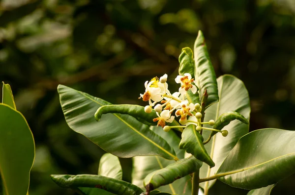ニャンプン アレキサンドリア ローレル Calophyllum Inophyllum 花を咲かせます — ストック写真