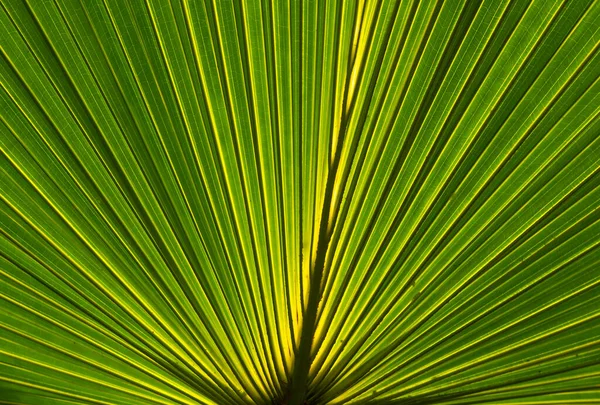 Texture Tropicale Des Feuilles Palmier Contre Jour Fond Naturel — Photo