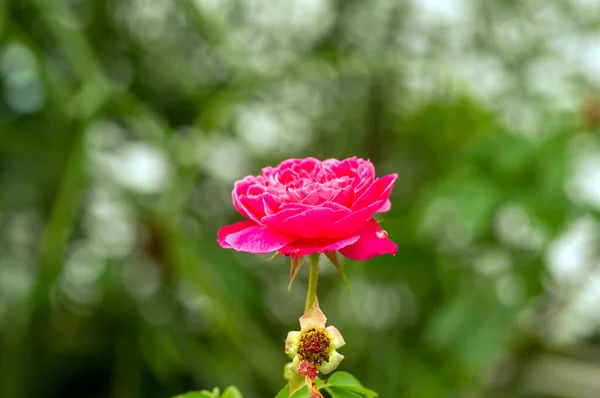 Eine Rote Rose Mit Unscharfem Hintergrund Auf Seichtem Fokus — Stockfoto