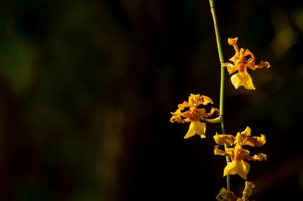 stock image Cymbidium hartinahianum and water drops, in shallow focus, is an orchid endemic to North Sumatra, Indonesia.