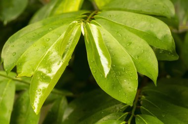 Diospyros blancoi (Diospyros 'un eş anlamlısı), kadife elma yaprakları olarak bilinir.