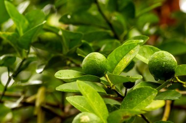 Taze limon, limon (Citrus aurantifolia) ağaçta.
