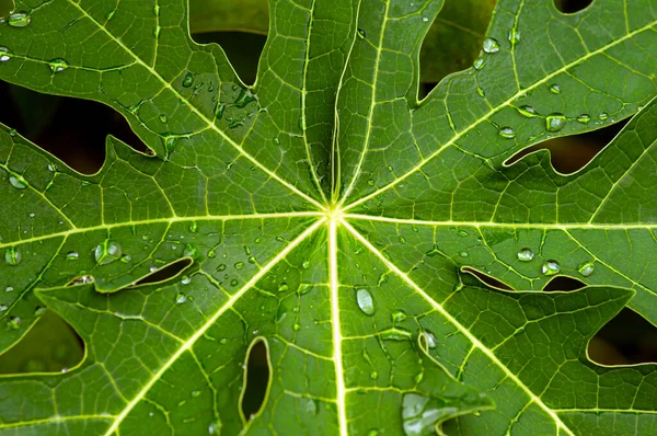 Green papaya (Carica papaya) leaves, natural background