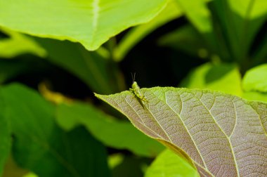 Genç bir meşe yaprağı üzerinde küçük bir çekirge (Tectona grandis)