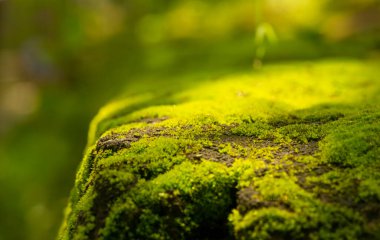 Doğal arkaplan için taşın üzerinde yeşil yosun var.