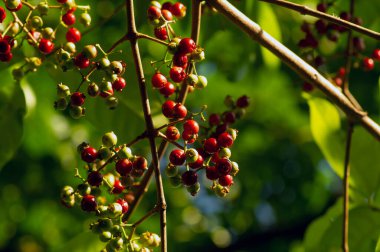 Endonezya defne yaprağı veya daun salam, Syzygium polyanthum meyveleri, sığ odak