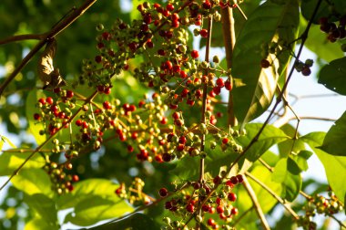 Endonezya defne yaprağı veya daun salam, Syzygium polyanthum meyveleri, sığ odak