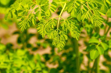 Genç Kelor veya Drumstick ağacı (Moringa oleifera) yeşil yapraklar seçili odak noktası