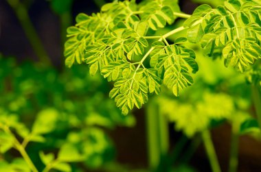 Genç Kelor veya Drumstick ağacı (Moringa oleifera) yeşil yapraklar seçili odak noktası