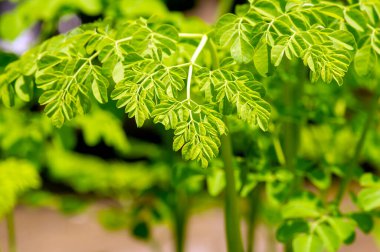 Genç Kelor veya Drumstick ağacı (Moringa oleifera) yeşil yapraklar seçili odak noktası