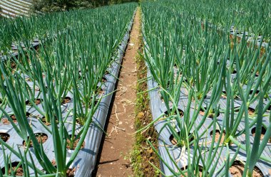 View of vegetable plantation in the mountains of Temanggung, Central Java, Indonesia