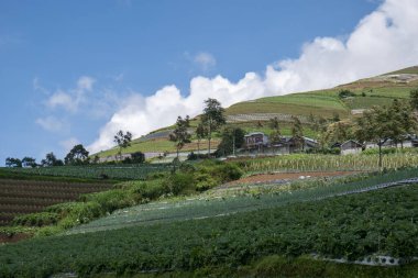 View of vegetable plantation in the mountains of Temanggung, Central Java, Indonesia